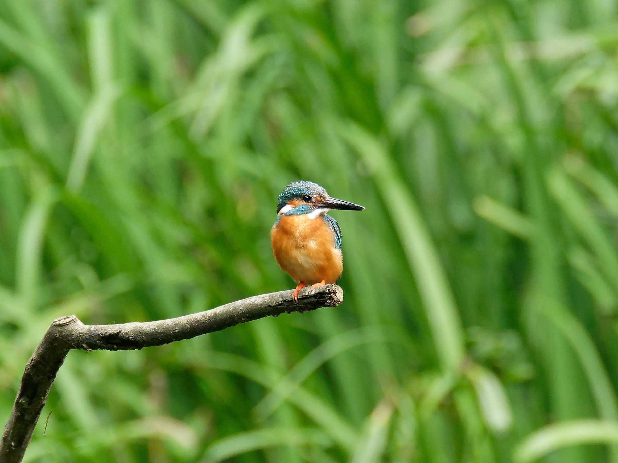 横浜市立金沢自然公園 カワセミの写真 by しおまつ