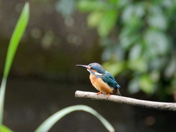 Common Kingfisher 横浜市立金沢自然公園 Sat, 6/10/2023