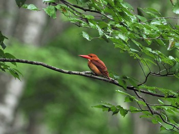 Ruddy Kingfisher Unknown Spots Wed, 7/11/2018