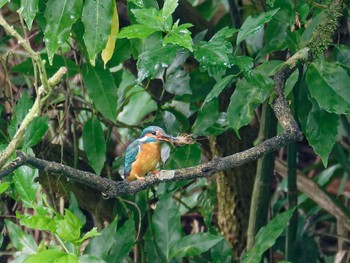 Common Kingfisher 横浜市立金沢自然公園 Sat, 6/10/2023