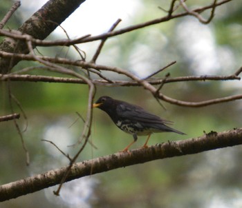 Japanese Thrush 大芝高原 Sat, 6/10/2023