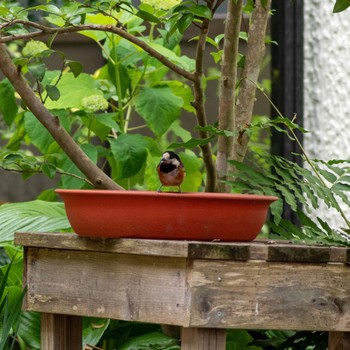 Varied Tit 仙台市青葉区 Sat, 6/10/2023