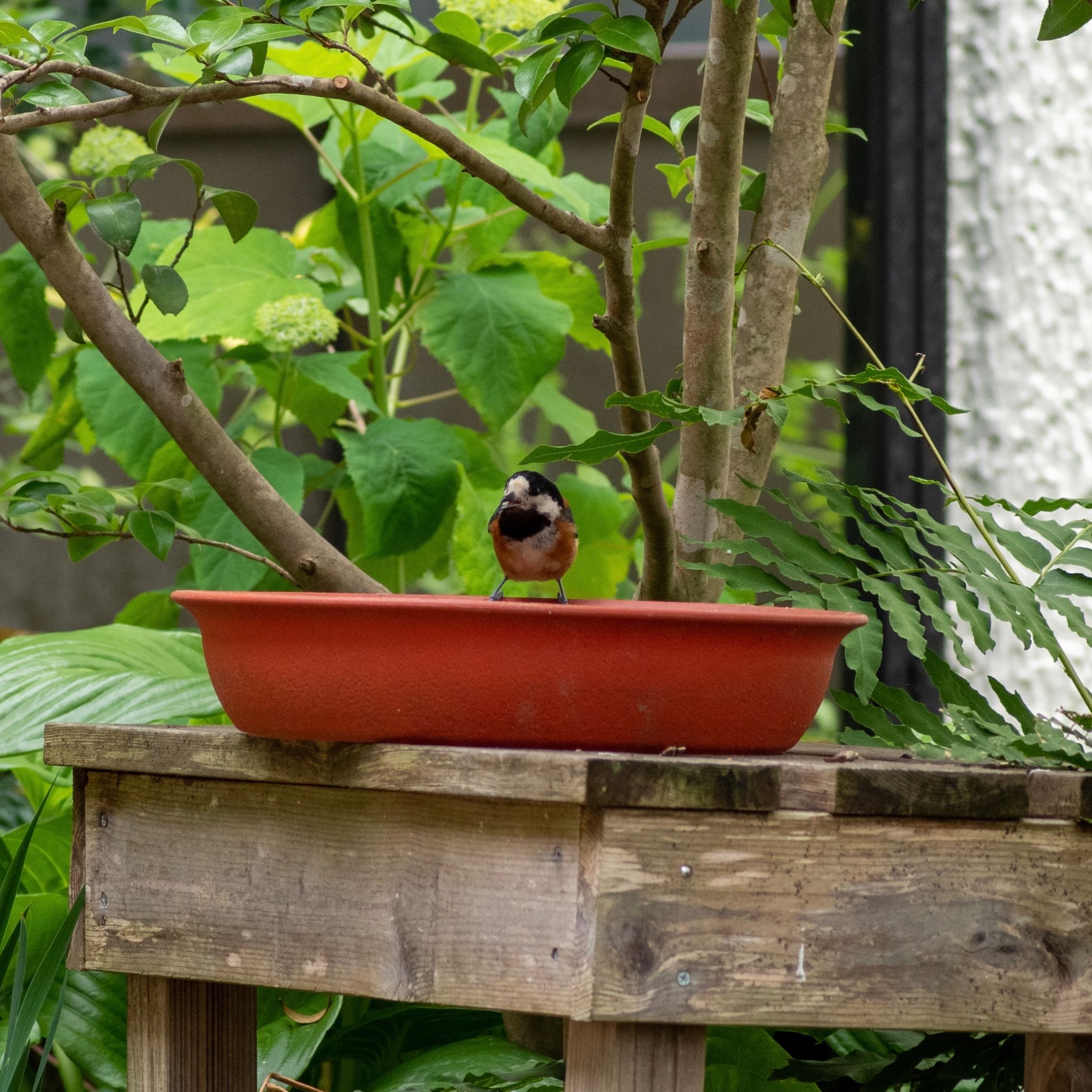 Photo of Varied Tit at 仙台市青葉区 by モズもず