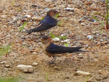 Red-rumped Swallow 日本ラインうぬまの森 Sat, 6/10/2023