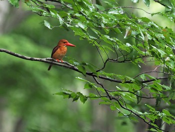 Ruddy Kingfisher Unknown Spots Wed, 7/11/2018