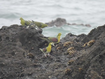 2023年6月10日(土) 大磯照ヶ崎海岸の野鳥観察記録