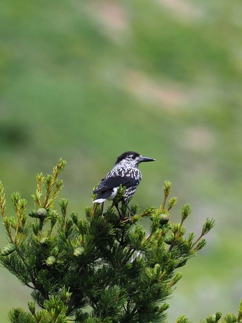 Spotted Nutcracker Unknown Spots Thu, 7/12/2018