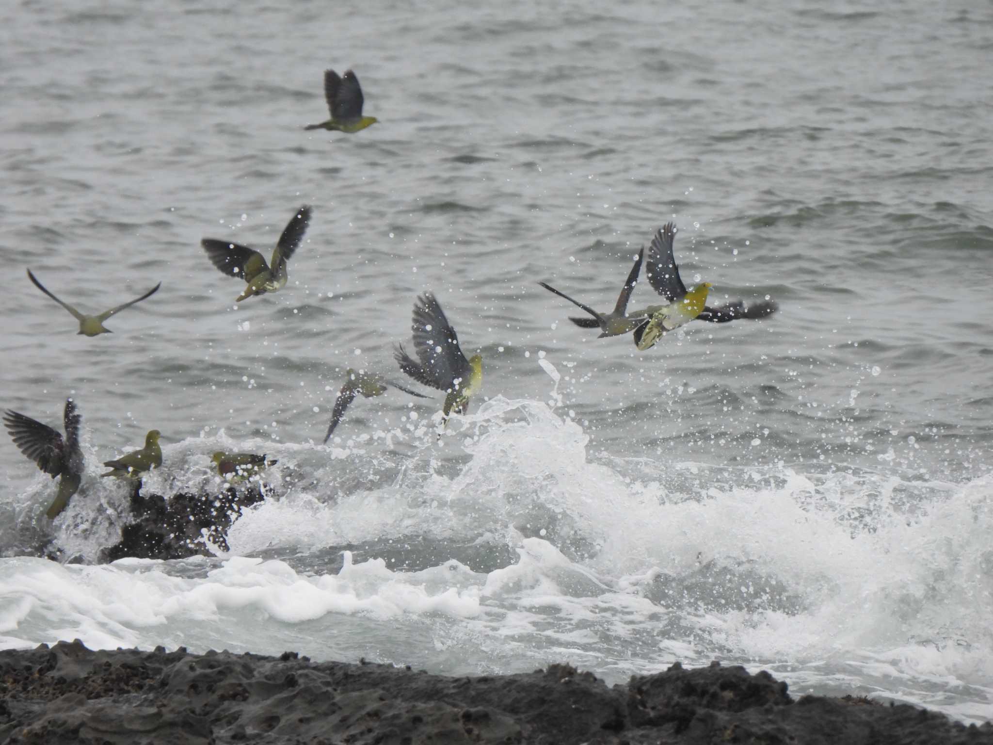 大磯照ヶ崎海岸 アオバトの写真 by こむぎこねこ