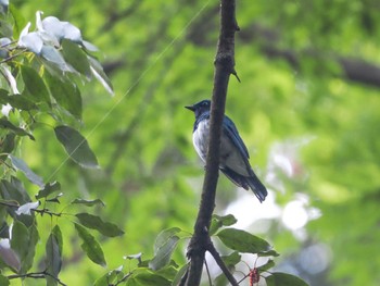 Blue-and-white Flycatcher 春日山原始林 Sat, 6/10/2023