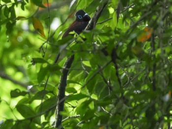 Black Paradise Flycatcher 春日山原始林 Sat, 6/10/2023