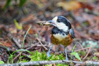 Varied Tit 西湖野鳥の森公園 Fri, 6/9/2023