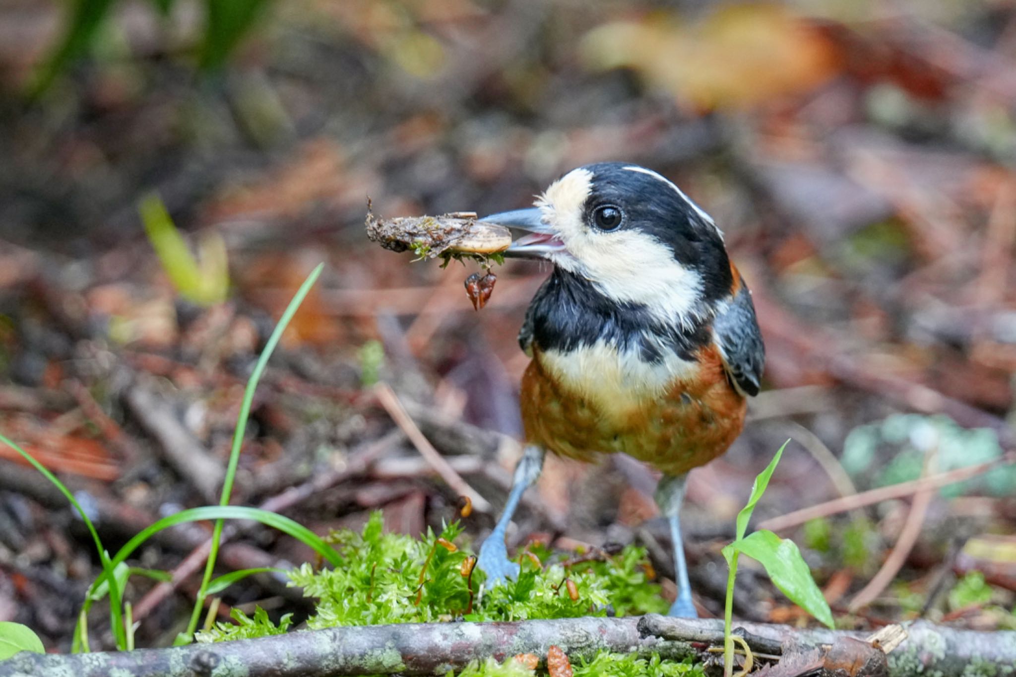 西湖野鳥の森公園 ヤマガラの写真