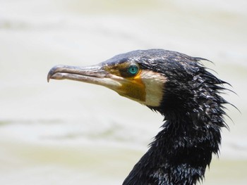 2023年5月21日(日) 服部緑地の野鳥観察記録