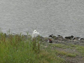 2023年6月10日(土) 東京港野鳥公園の野鳥観察記録