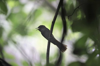 サンコウチョウ 場所が不明 2023年6月10日(土)