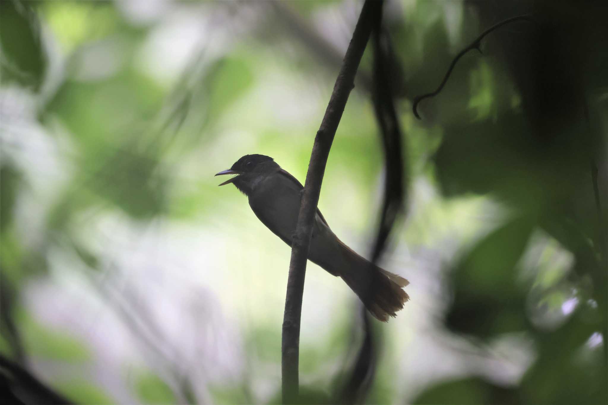  サンコウチョウの写真 by kingfisher_hidaka