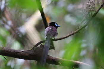 サンコウチョウ 場所が不明 2023年6月10日(土)