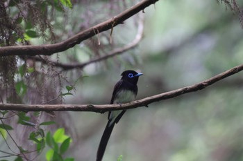 サンコウチョウ 場所が不明 2023年6月10日(土)