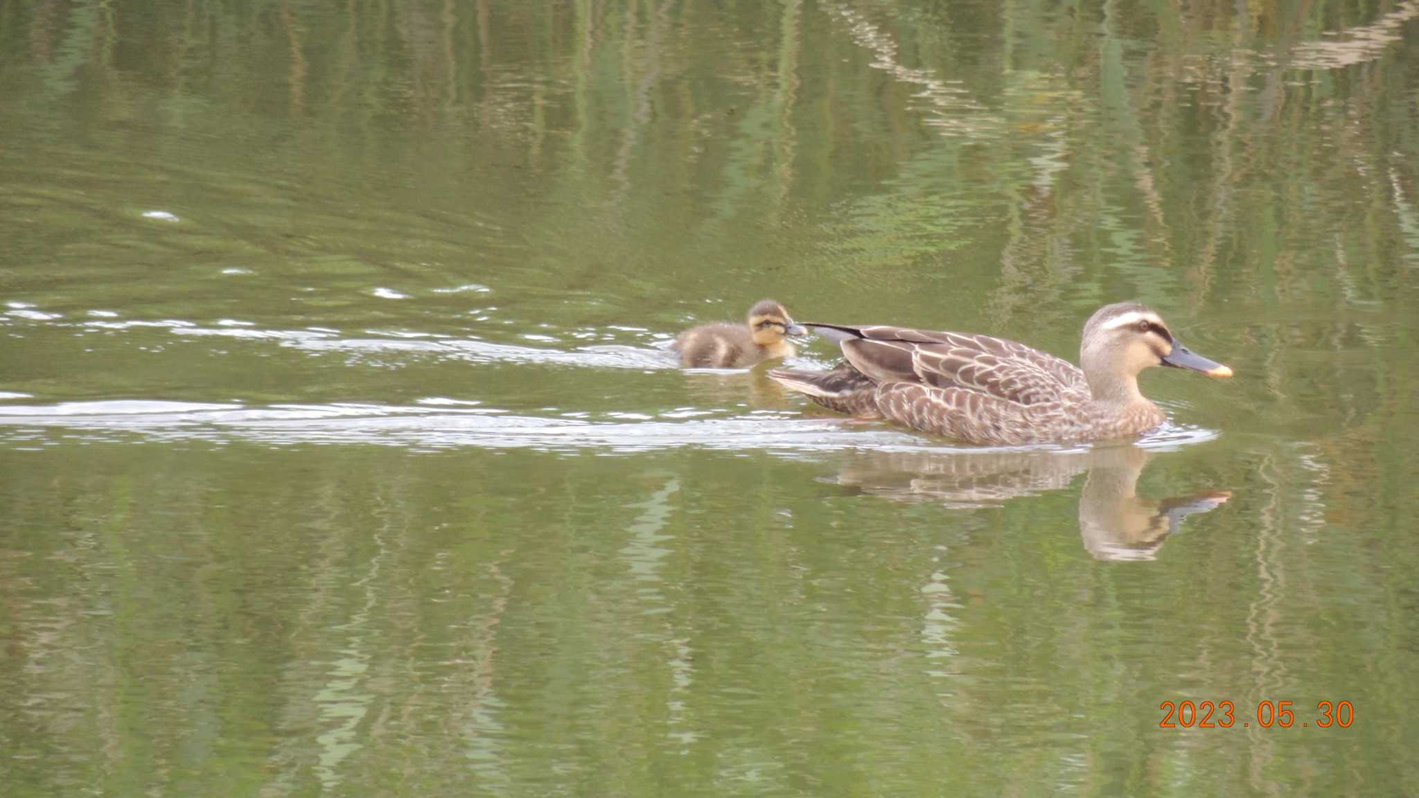 葛西臨海公園 カルガモの写真