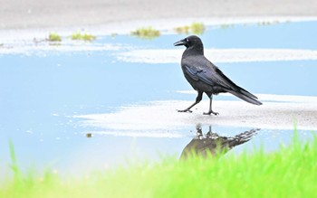 ハシボソガラス 近所の公園 2023年6月10日(土)