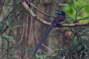 Black Paradise Flycatcher 八王子城跡 Sat, 6/10/2023