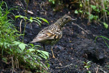 White's Thrush Unknown Spots Unknown Date