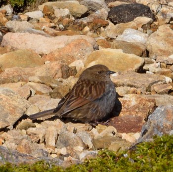 Japanese Accentor 硫黄岳 Sun, 6/4/2023