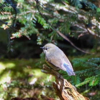 Red-flanked Bluetail 硫黄岳 Sun, 6/4/2023