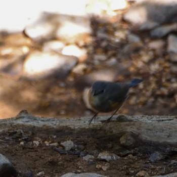 Red-flanked Bluetail 硫黄岳 Sun, 6/4/2023