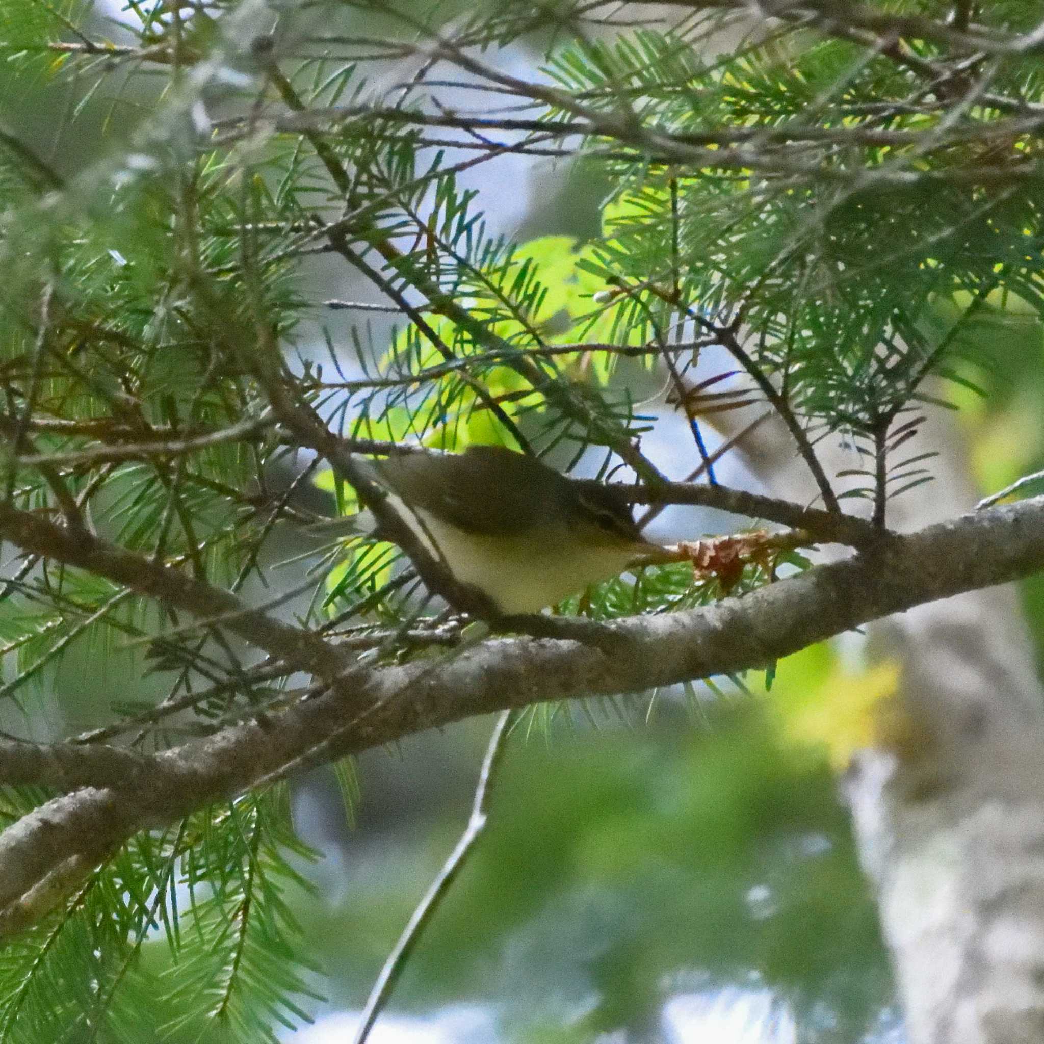 Photo of Eastern Crowned Warbler at 硫黄岳 by Mr.Quiet