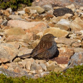 Japanese Accentor 硫黄岳 Sun, 6/4/2023