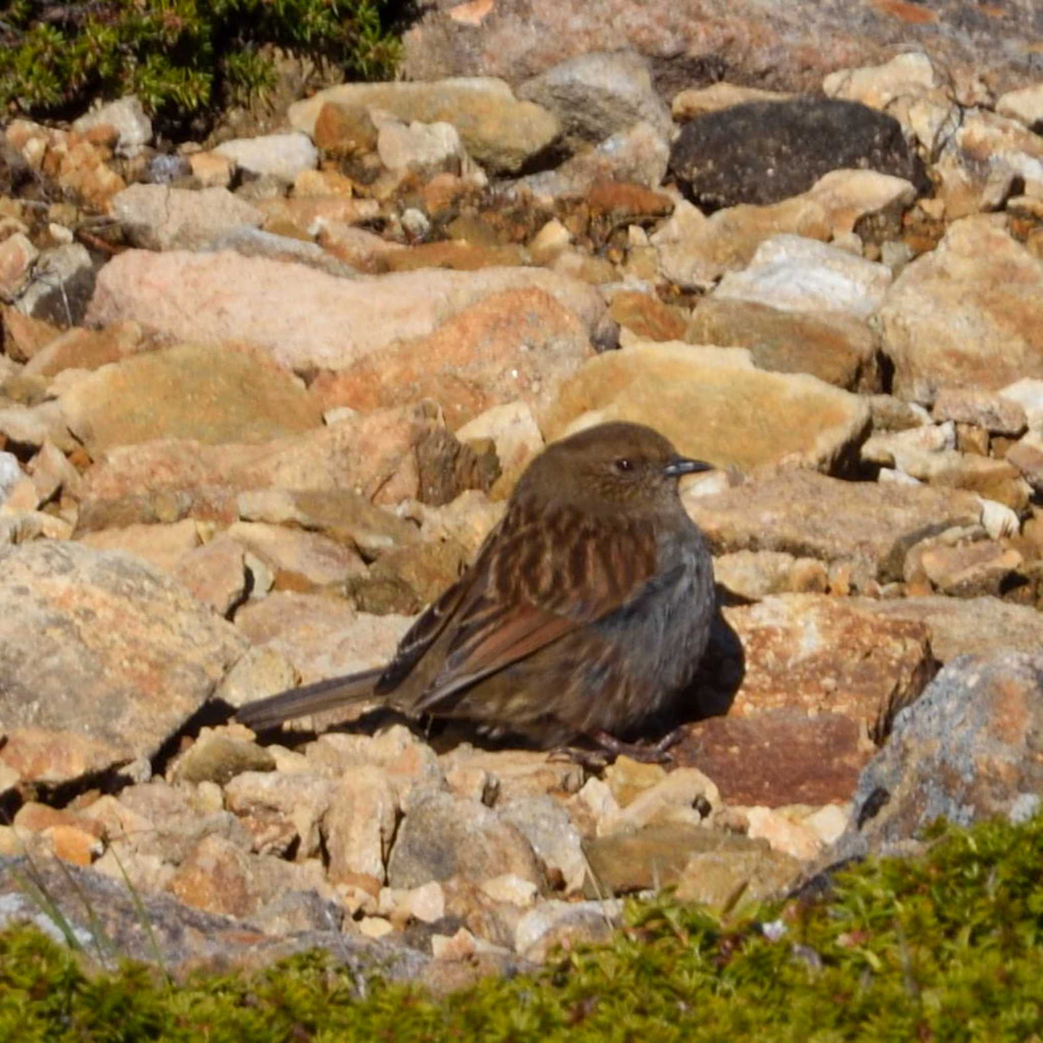 Photo of Japanese Accentor at 硫黄岳 by Mr.Quiet