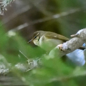 Eastern Crowned Warbler 硫黄岳 Sun, 6/4/2023