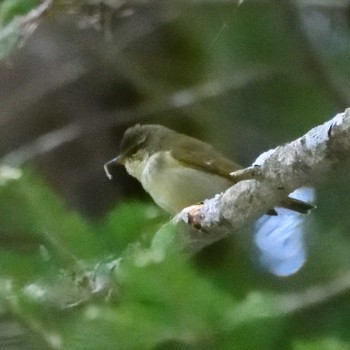 Eastern Crowned Warbler 硫黄岳 Sun, 6/4/2023