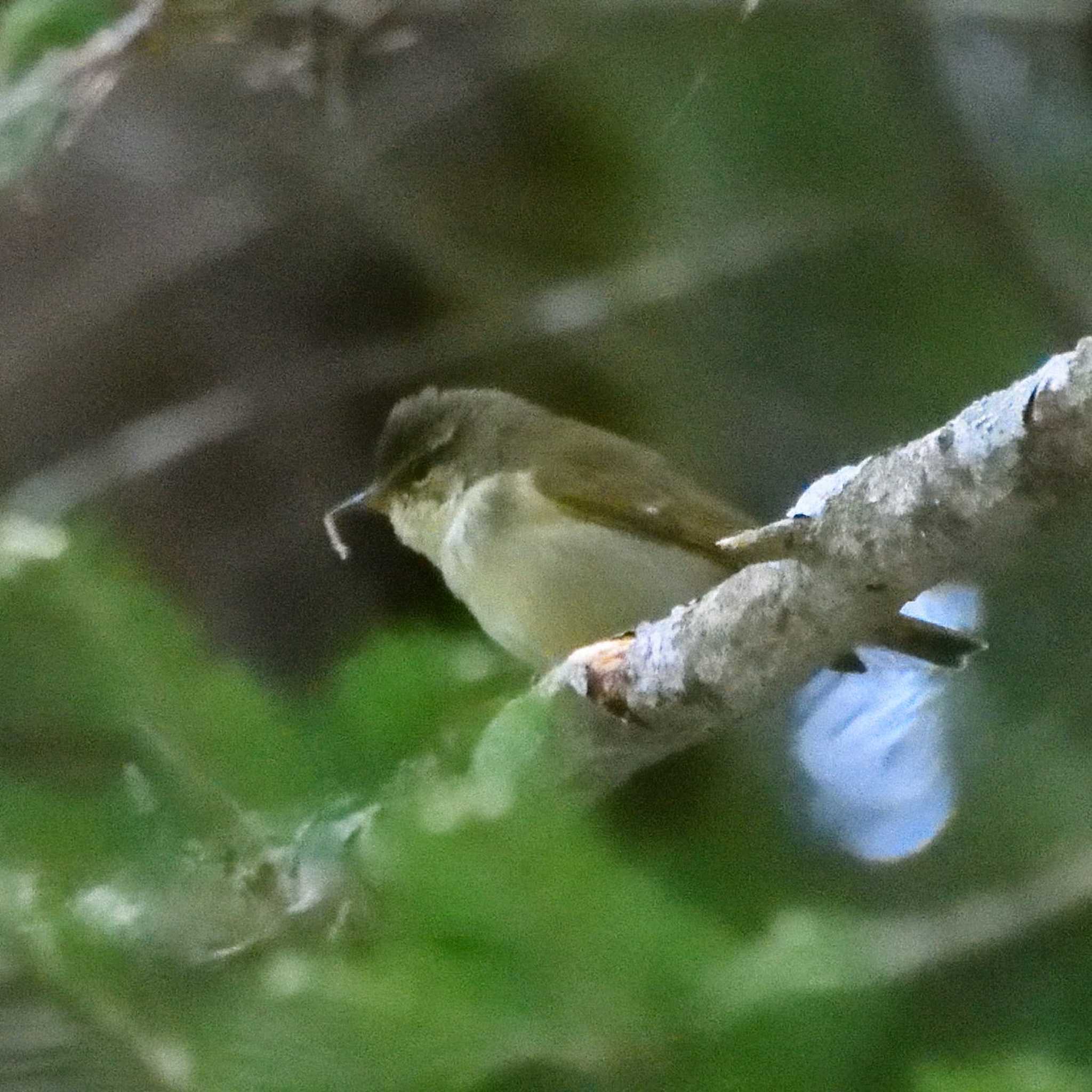 Photo of Eastern Crowned Warbler at 硫黄岳 by Mr.Quiet