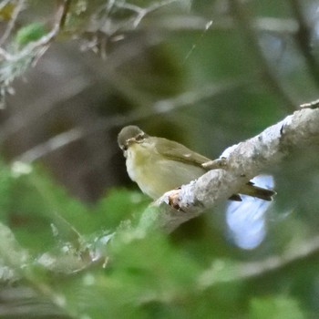 Eastern Crowned Warbler 硫黄岳 Sun, 6/4/2023