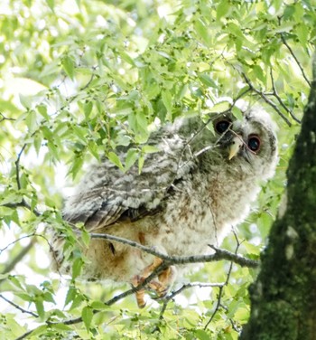 Ural Owl 野木神社(栃木県) Mon, 6/5/2023