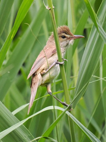 Oriental Reed Warbler 芦屋市総合公園 Sat, 6/10/2023