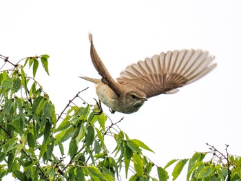 Oriental Reed Warbler 芦屋市総合公園 Sat, 6/10/2023