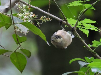 Varied Tit 西宮市 広田山公園 Sat, 6/10/2023