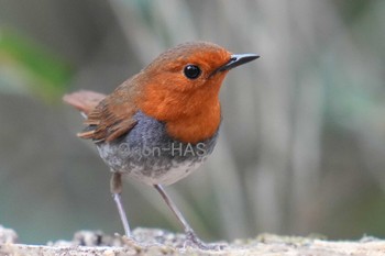 Japanese Robin 山梨県 Thu, 5/18/2023