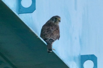 Common Kestrel 和歌山市ノ紀ノ川 Thu, 7/19/2018