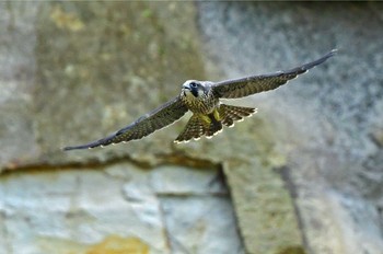 ハヤブサ 青葉山公園 2023年6月10日(土)