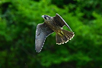 ハヤブサ 青葉山公園 2023年6月10日(土)