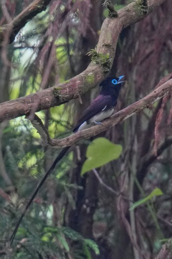 Black Paradise Flycatcher 八王子城跡 Sat, 6/10/2023