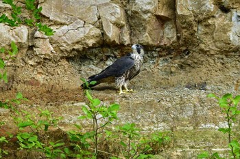 ハヤブサ 青葉山公園 2023年6月10日(土)