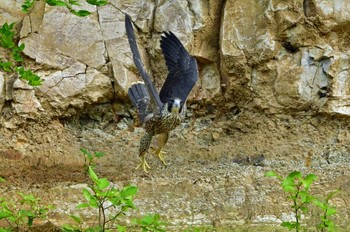 ハヤブサ 青葉山公園 2023年6月10日(土)