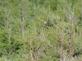 Bull-headed Shrike 富士山須走口五合目 Sun, 6/4/2023