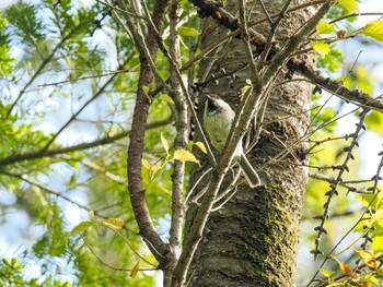 Coal Tit 富士山須走口五合目 Sun, 6/4/2023