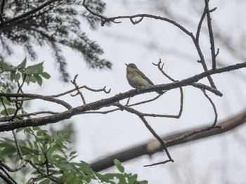 Japanese Leaf Warbler 富士山須走口五合目 Sun, 6/4/2023